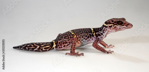 Chinese cave gecko //  Hainan-Krallengecko (Goniurosaurus hainanensis) photo