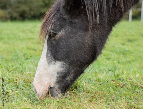 A horse grazing on the pasture close-up shot