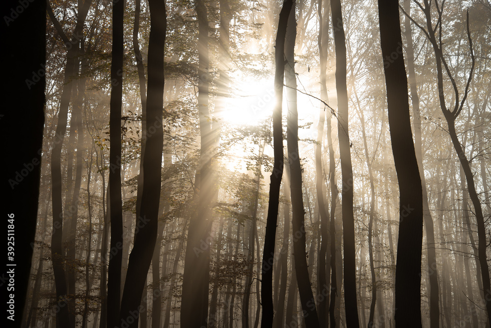 Misty forest in November morning Misty forest in November morning