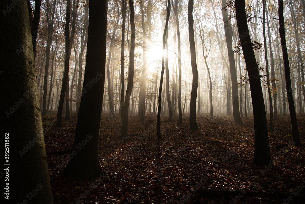 Misty forest in November morning