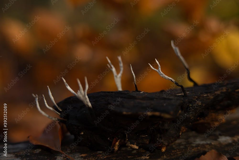 autumn forest mushrooms in November autumn forest mushrooms in November