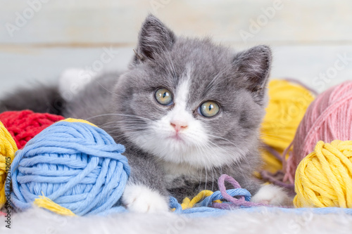 British bicolor kitten, gre...