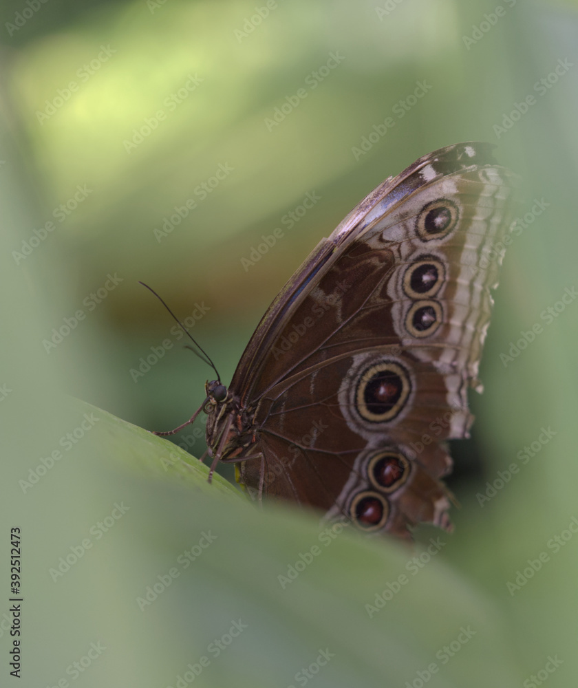 Naklejka premium butterlfly into nature between leaves into summer