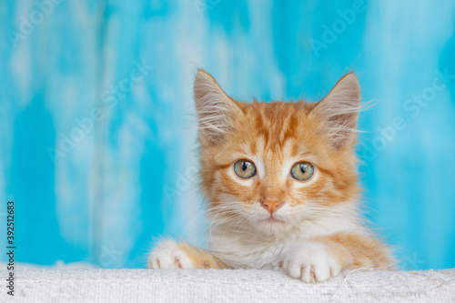 Cute orange kitten