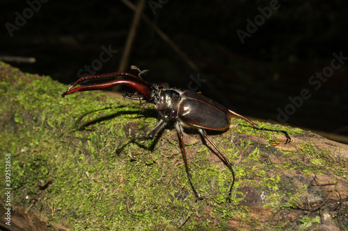 Darwin's beetle (Chiasognathus grantii) photo