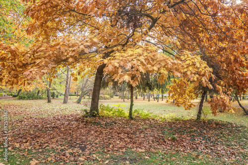 Beautiful  sunny autumn in the park