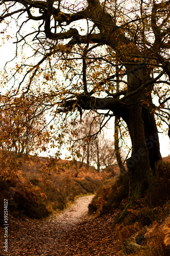 Autumn 2020 Staffordshire Cannock Chase  photo