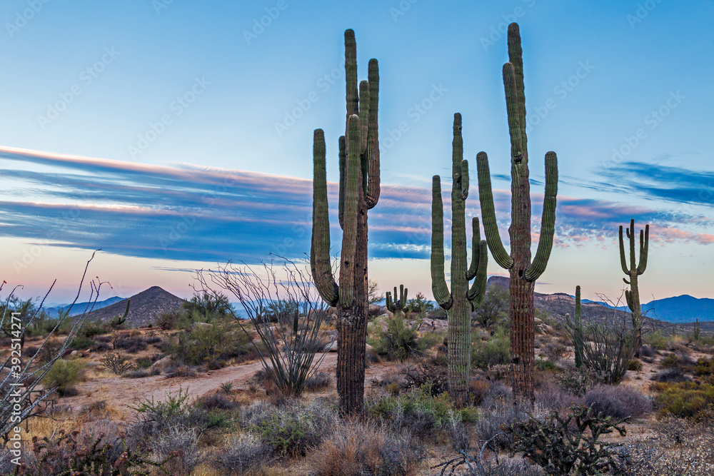 Stand of Saguaro Cactus at Sunrise  In Arizona