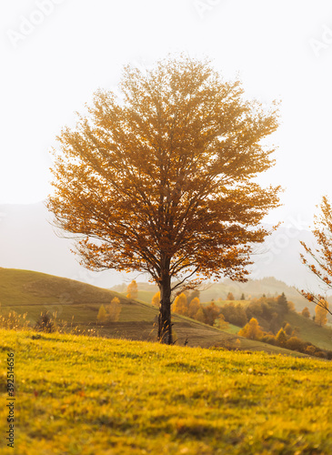 Autumn tree on a mountain hill.