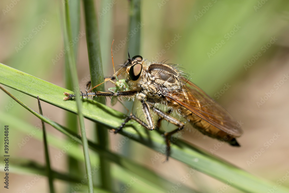 robber fly on green stems in sunlight robber fly on green stems in sunlight