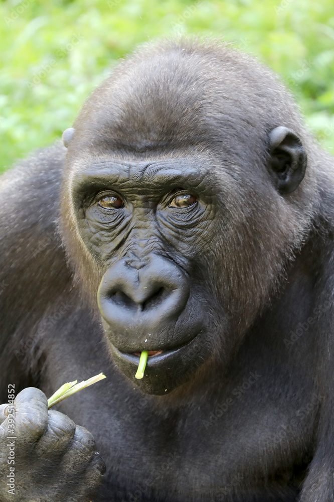 Western Lowland Gorilla eating plant stems
