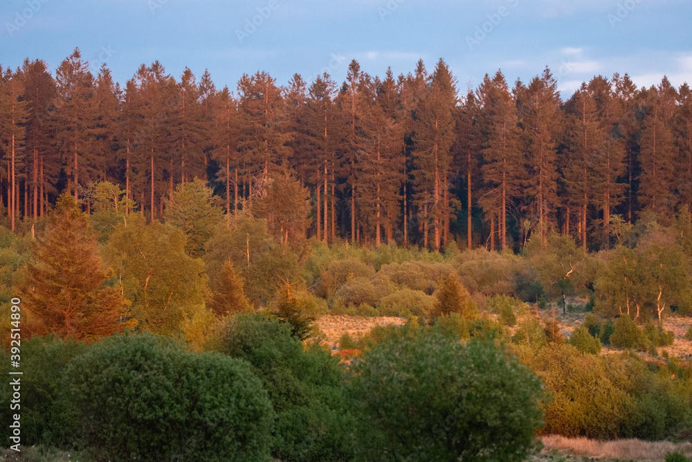 Fototapeta premium Hautes Fagnes en Belgique