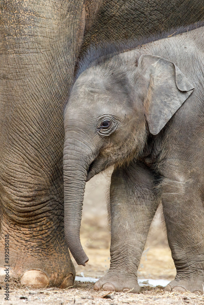 Fototapeta premium baby elephant standing beside mother feet