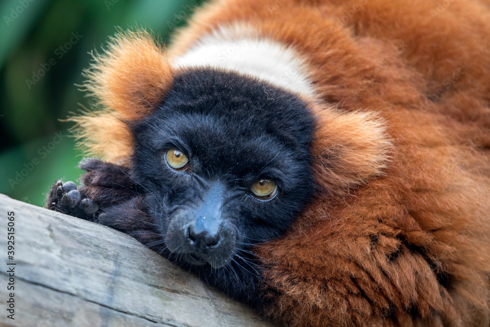 Obraz premium red ruffed lemur looking at camera