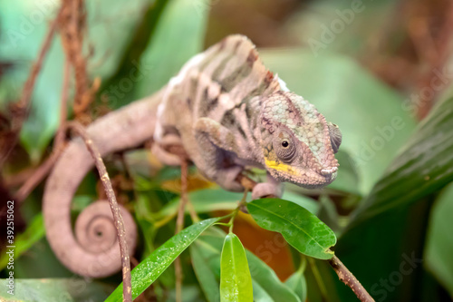 panther chameleon on plant with lush green leaves