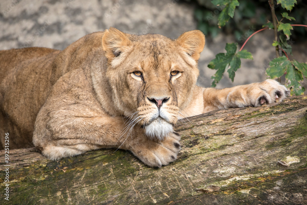 Lioness lying on tree and looking at camera Lioness lying on tree and looking at camera
