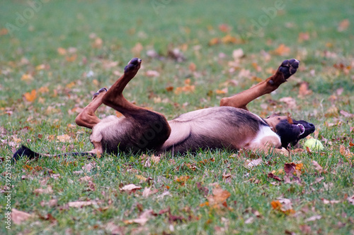 Fototapeta Naklejka Na Ścianę i Meble -  Kundelek