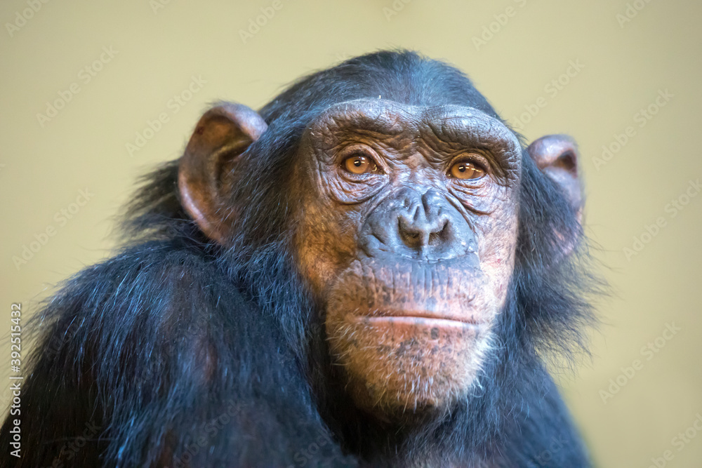 close up shot of chimpanzee head