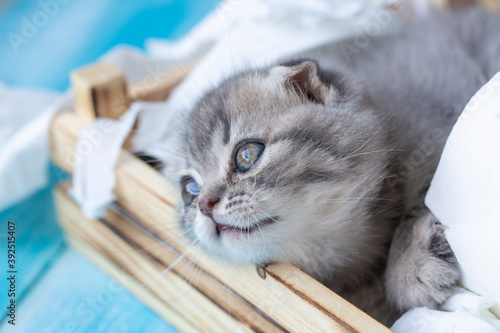 Scottish fold kitten silver