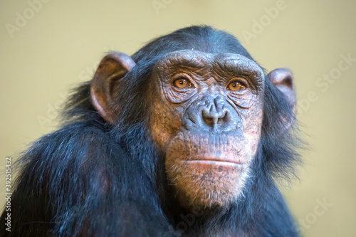 close up shot of chimpanzee head photo