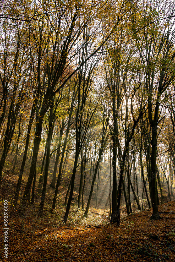 Autumn forest with sunbeams in Pilis near Devil's Mill Waterfall.