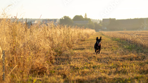 Pies biegnący polną ścieżką 