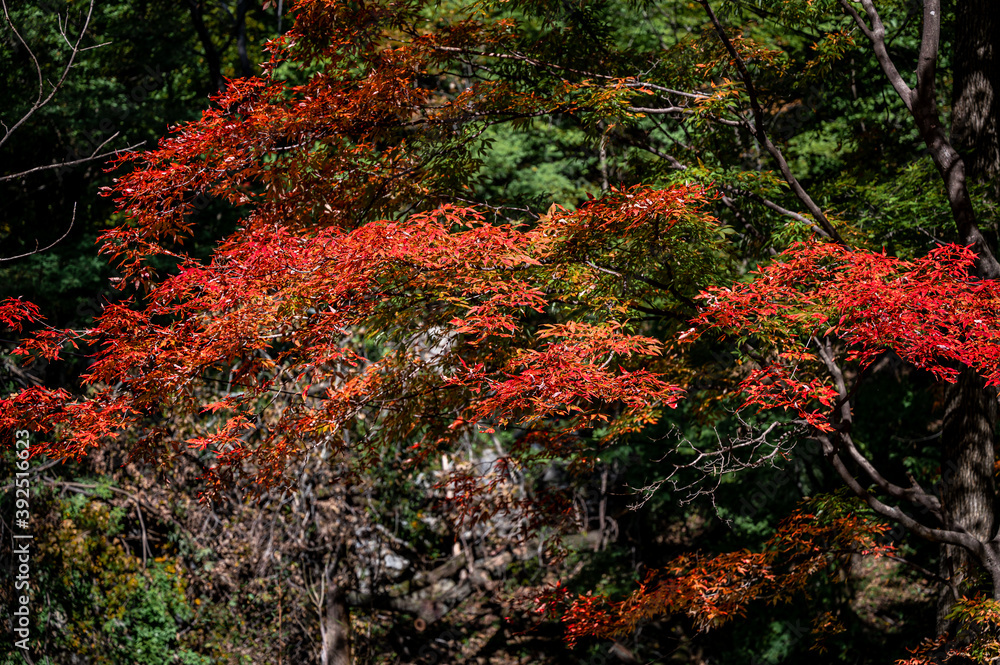 Autumn October, Jilin Jiaohe Red Leaf Valley Red Leaf Landscape Autumn October, Jilin Jiaohe Red Leaf Valley Red Leaf Landscape