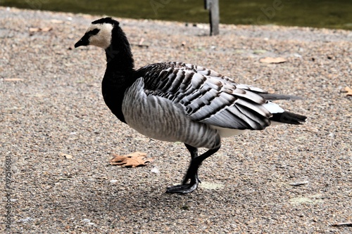 goose on the beach photo