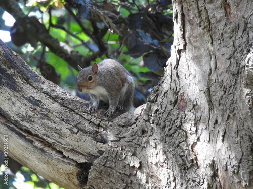 Squirrel on a tree © Rafal