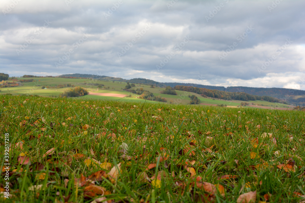 Autumn leaves on the meadow in landscape