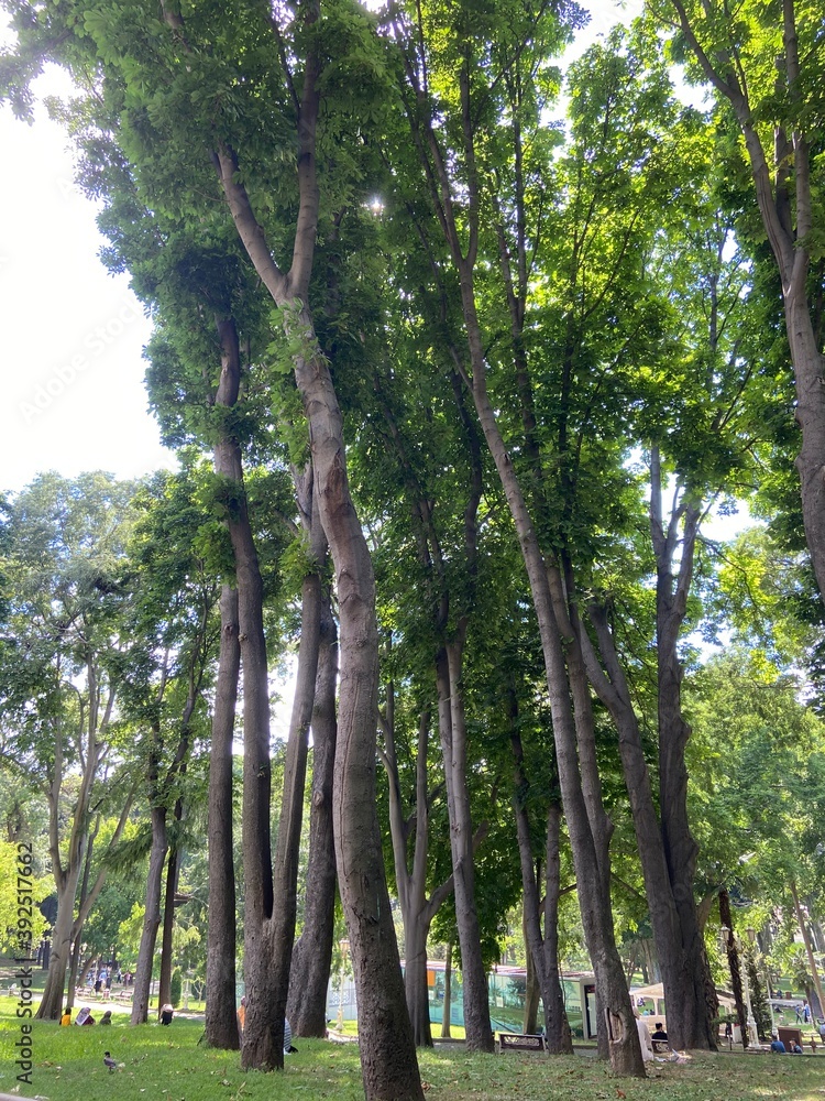 Fototapeta premium trees in the park
