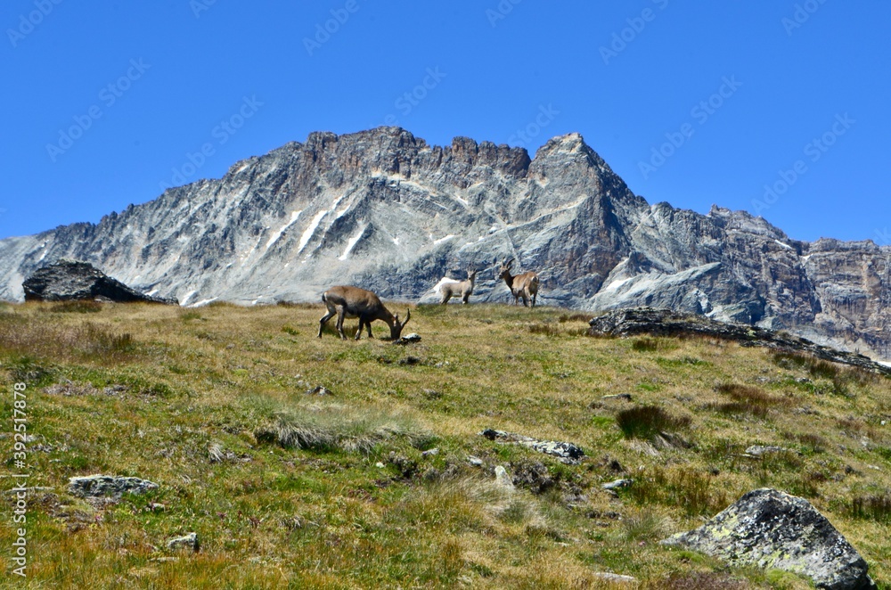 Wild goats from the Alps in the Vanoise National Park, France Wild goats from the Alps in the Vanoise National Park, France