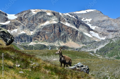 Wild goats from the Alps in the Vanoise National Park, France