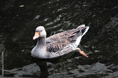 A Greylag Goose on the water