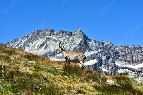 Wild goats from the Alps in the Vanoise National Park, France