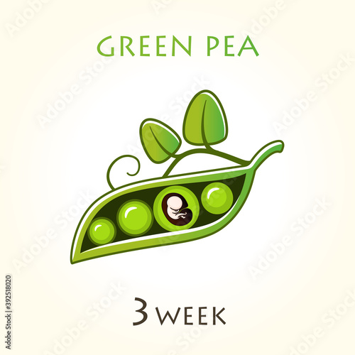 Stages of development of pregnancy, the size of the embryo for weeks. Human fetus inside the uterus. 3 week of 42 weeks of pregnancy. Vector illustrations green pea