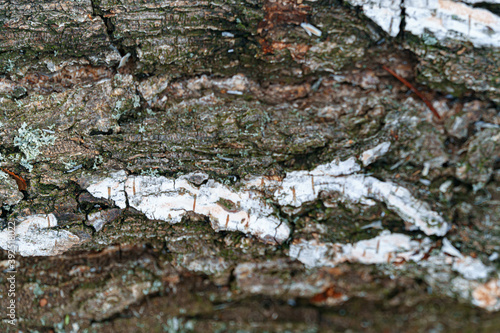 pile of birch wood, close view of bark for texture or background