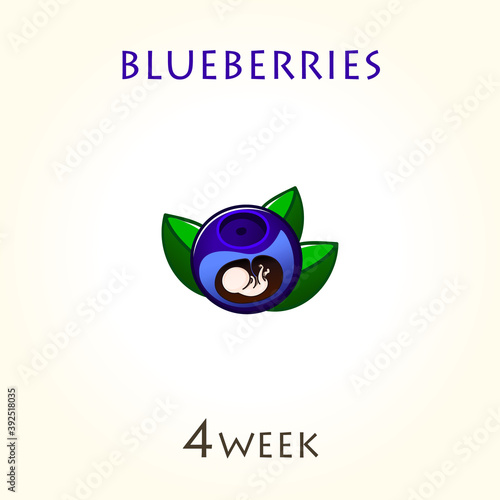 Stages of development of pregnancy, the size of the embryo for weeks. Human fetus inside the uterus. 4 week of 42 weeks of pregnancy. Vector illustrations blueberries