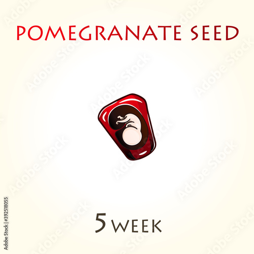 Stages of development of pregnancy, the size of the embryo for weeks. Human fetus inside the uterus. 5 week of 42 weeks of pregnancy. Vector illustrations pomegranate seed