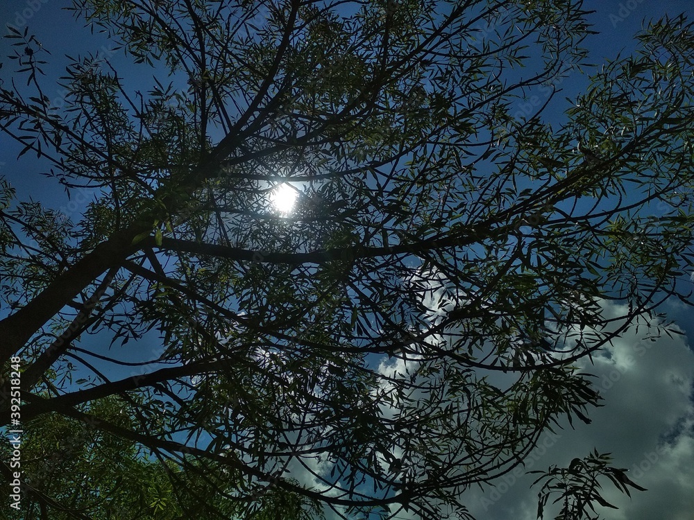 Obraz premium trees in the sky