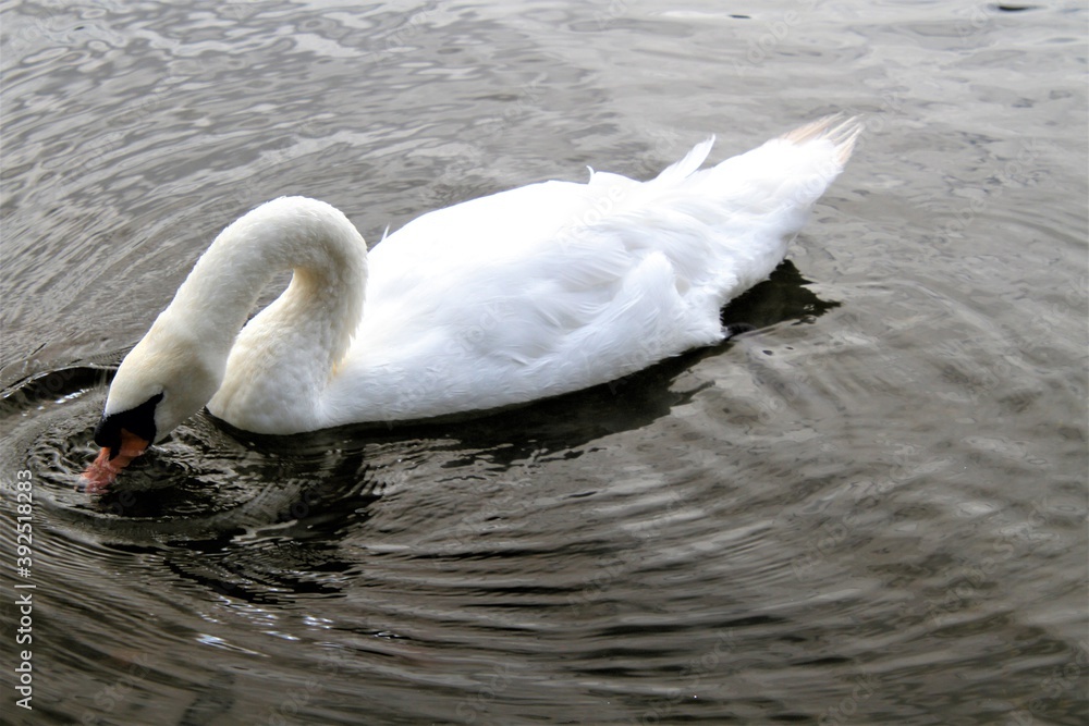 Fototapeta premium A Mute Swan on the water