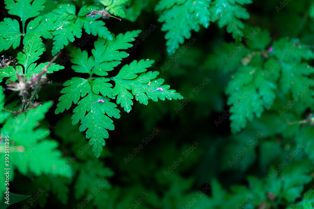 Fototapeta premium green leaves background
