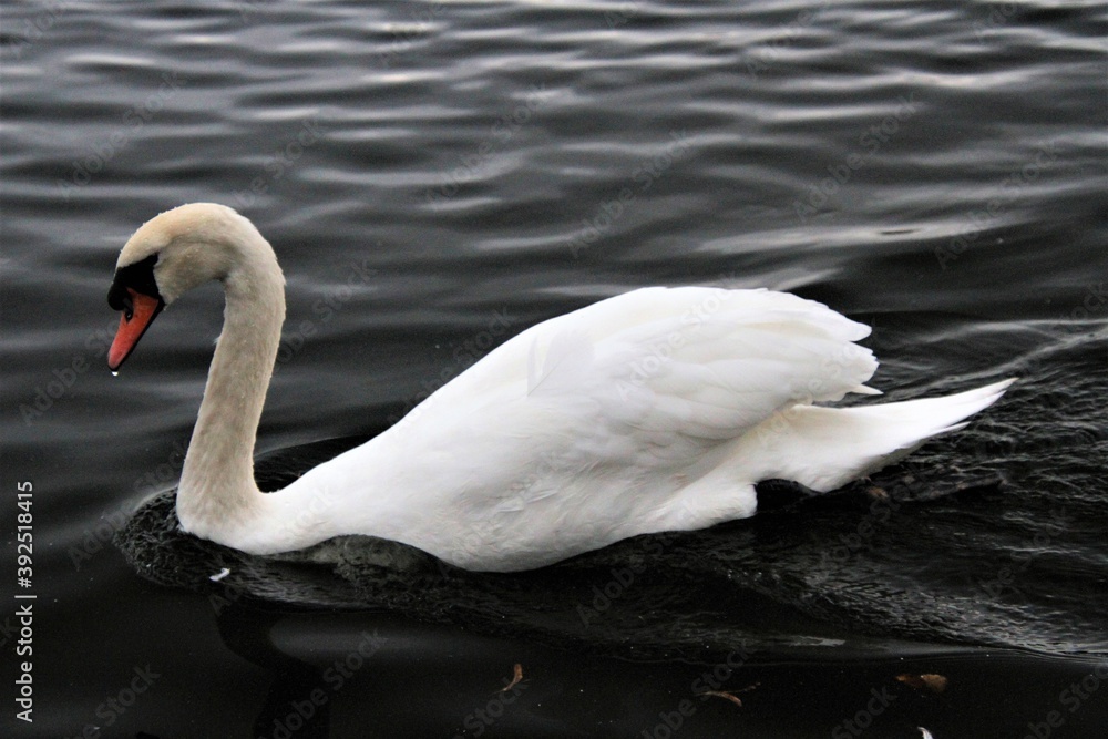 Fototapeta premium A Mute Swan on the water