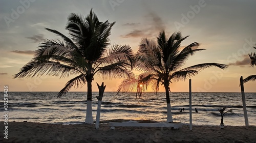 trees at sunset