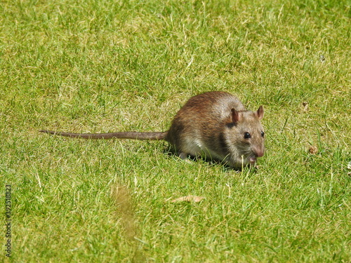 Mouse on the grass © Rafal
