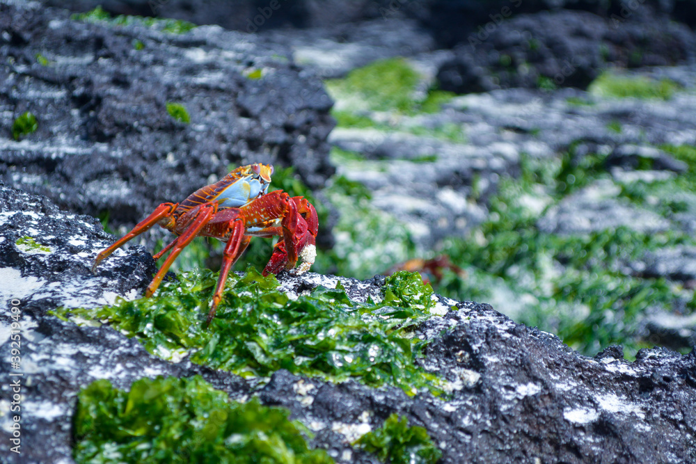 Fototapeta premium Cangrejo de perfil sobre rocas en las islas Galapagos
