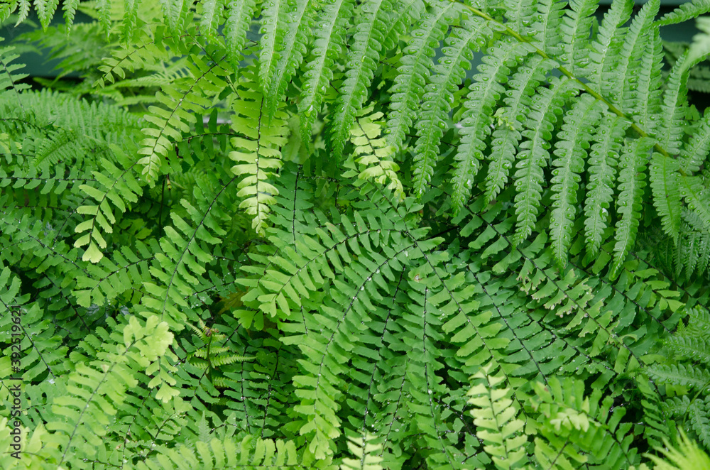 A variety of green ferns
