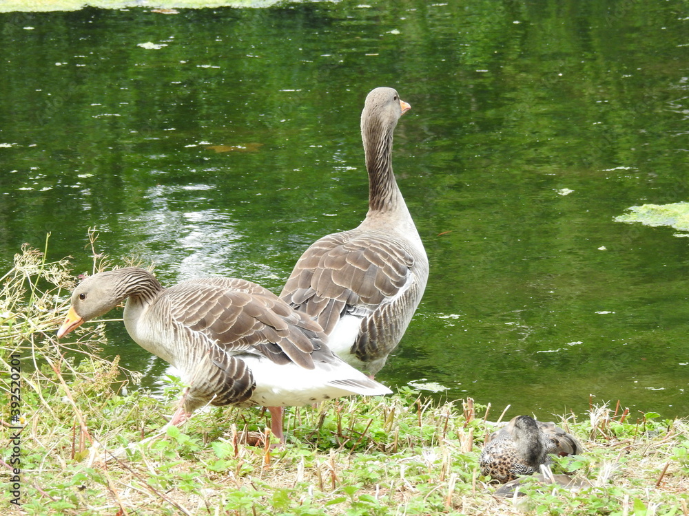 Two geese on the shore Two geese on the shore