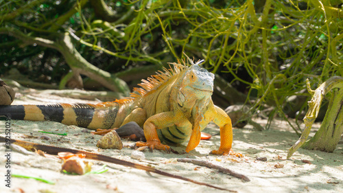 Una Iguana © Ancalagon