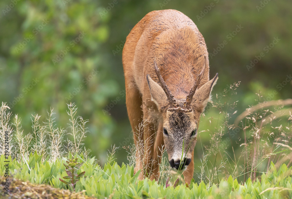 Fototapeta premium Rådjur (Capreolus) som betar gräs en sommardag.